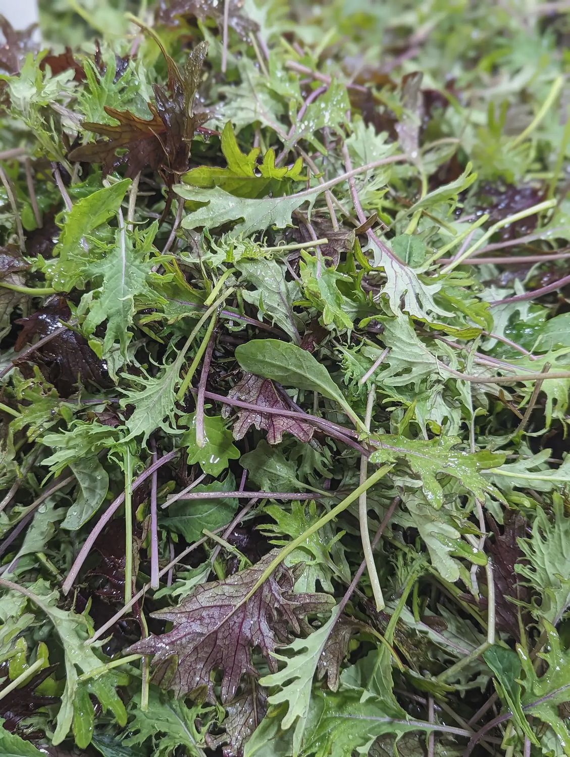 Sweet Baby Kale Mix
