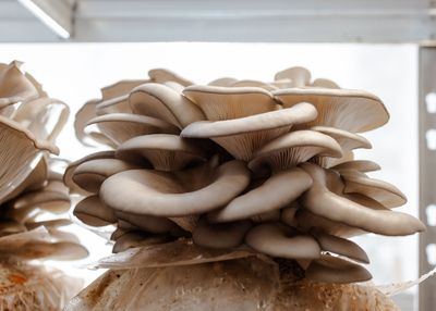Mushrooms