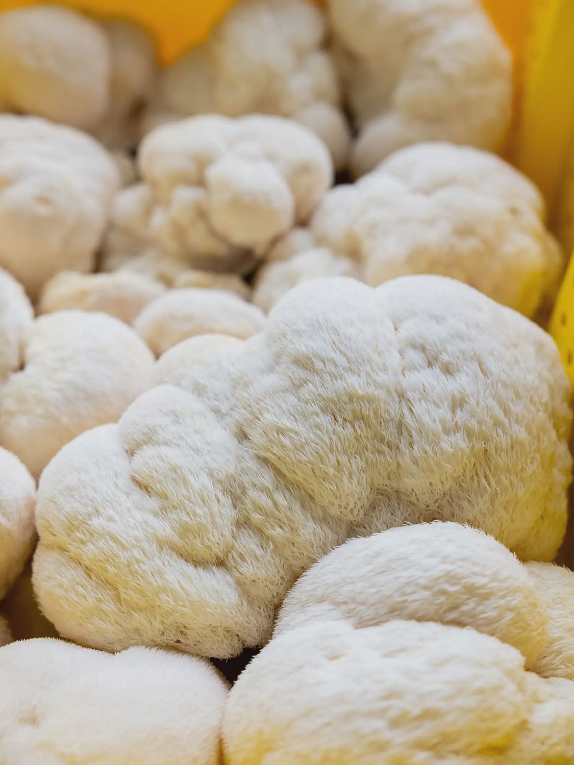 Lion's Mane Mushrooms