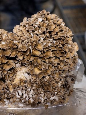 Maitake Mushrooms (0.5lb)