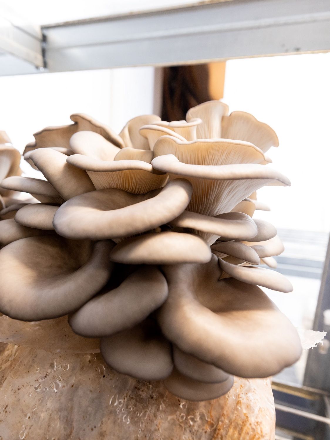 Oyster Mushrooms
