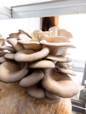 Oyster Mushrooms