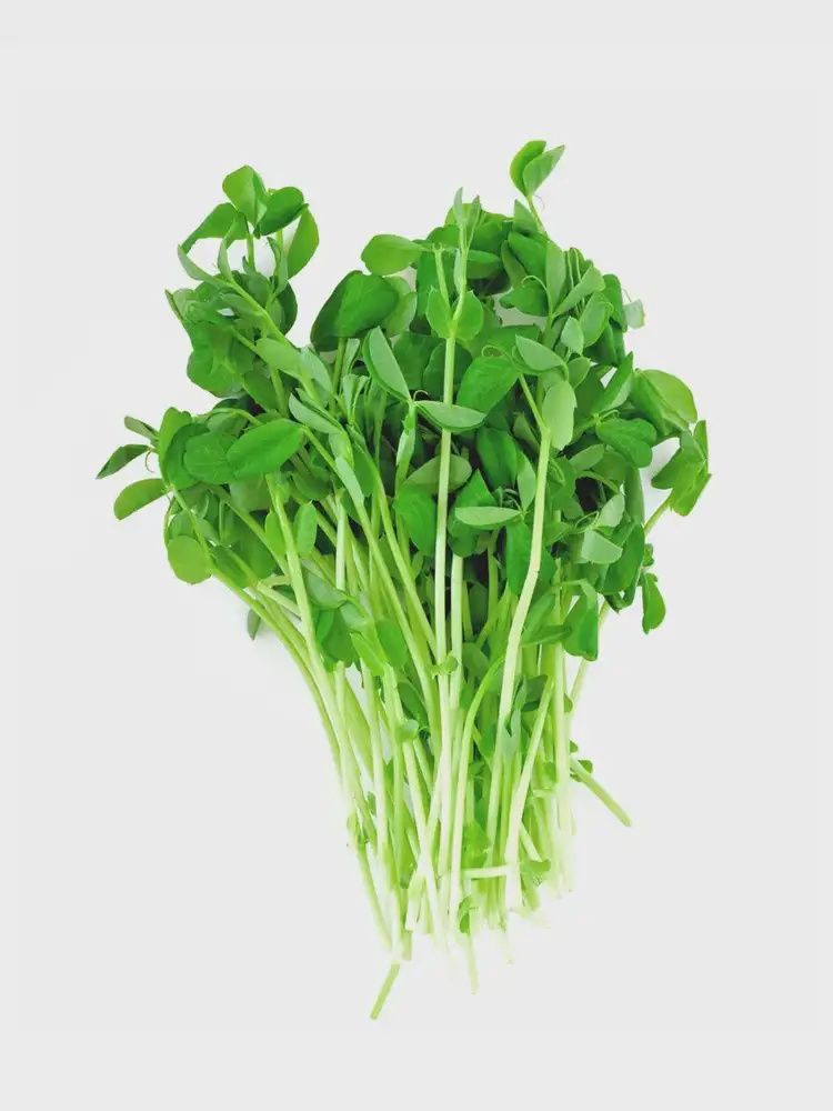 Pea Shoot Microgreens