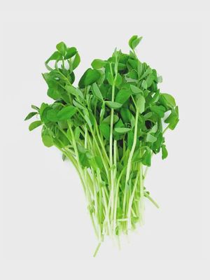 Pea Shoot Microgreens