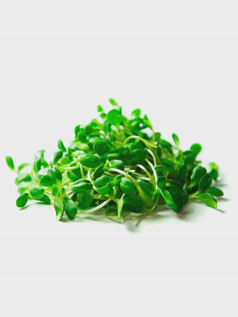 Sunflower Shoot Microgreens
