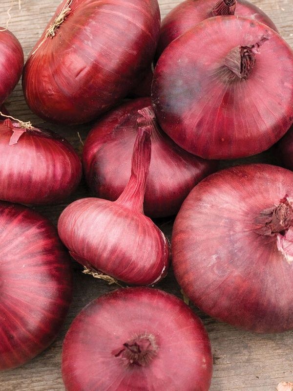 Cipollini Onions (lb)