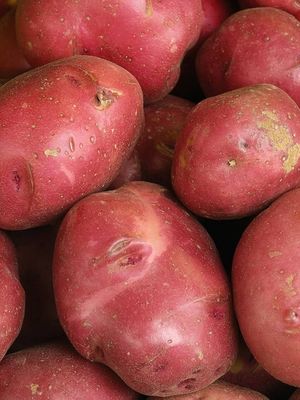 Red Potatoes