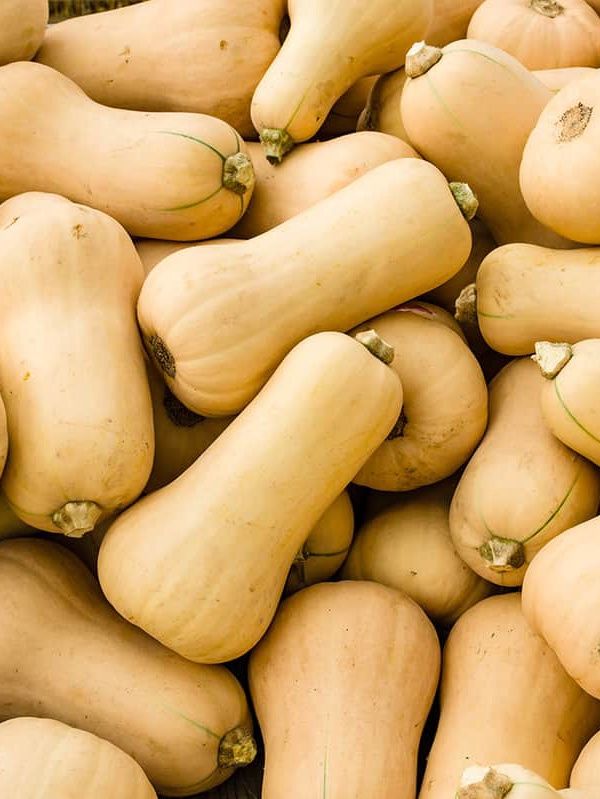 Butternut Squash