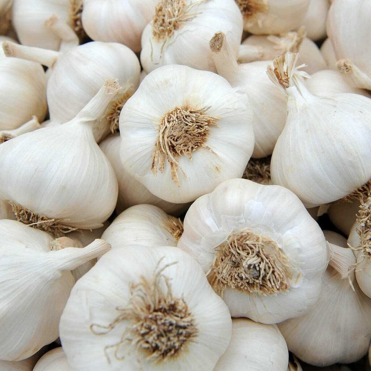 Garlic (lb) - Harmony Valley