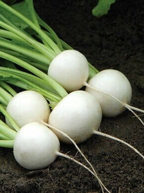 Fresh Turnips (bunch)