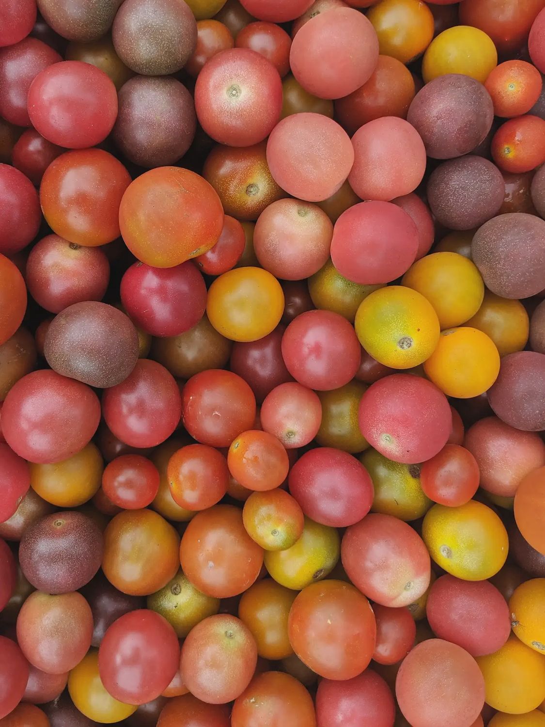 Cherry Tomatoes (pt)