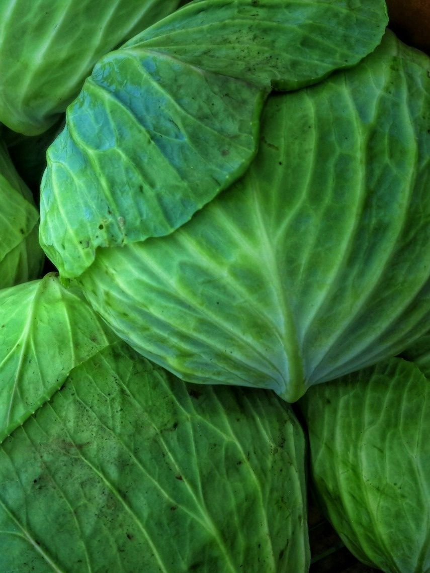 Cabbage (head)