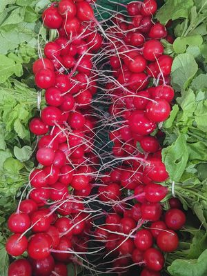 Red Radishes (bunch)