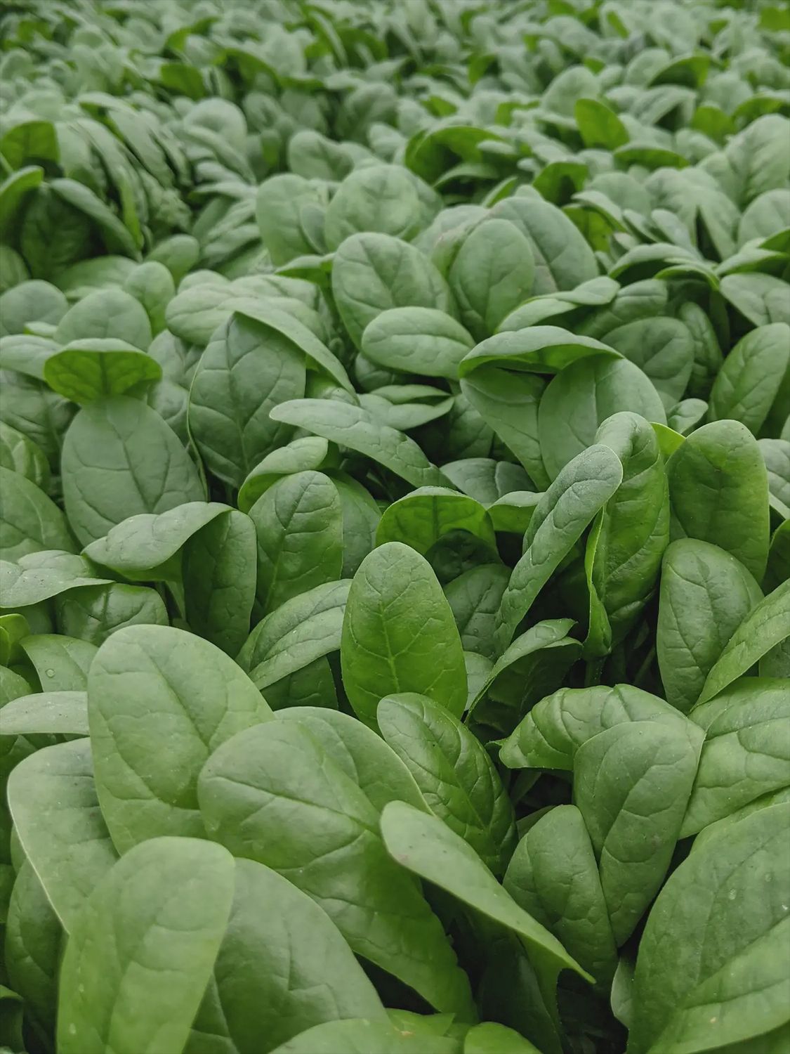 Spinach