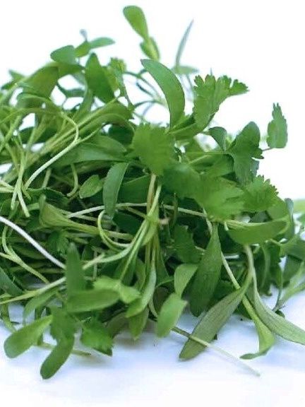Cilantro Microgreens