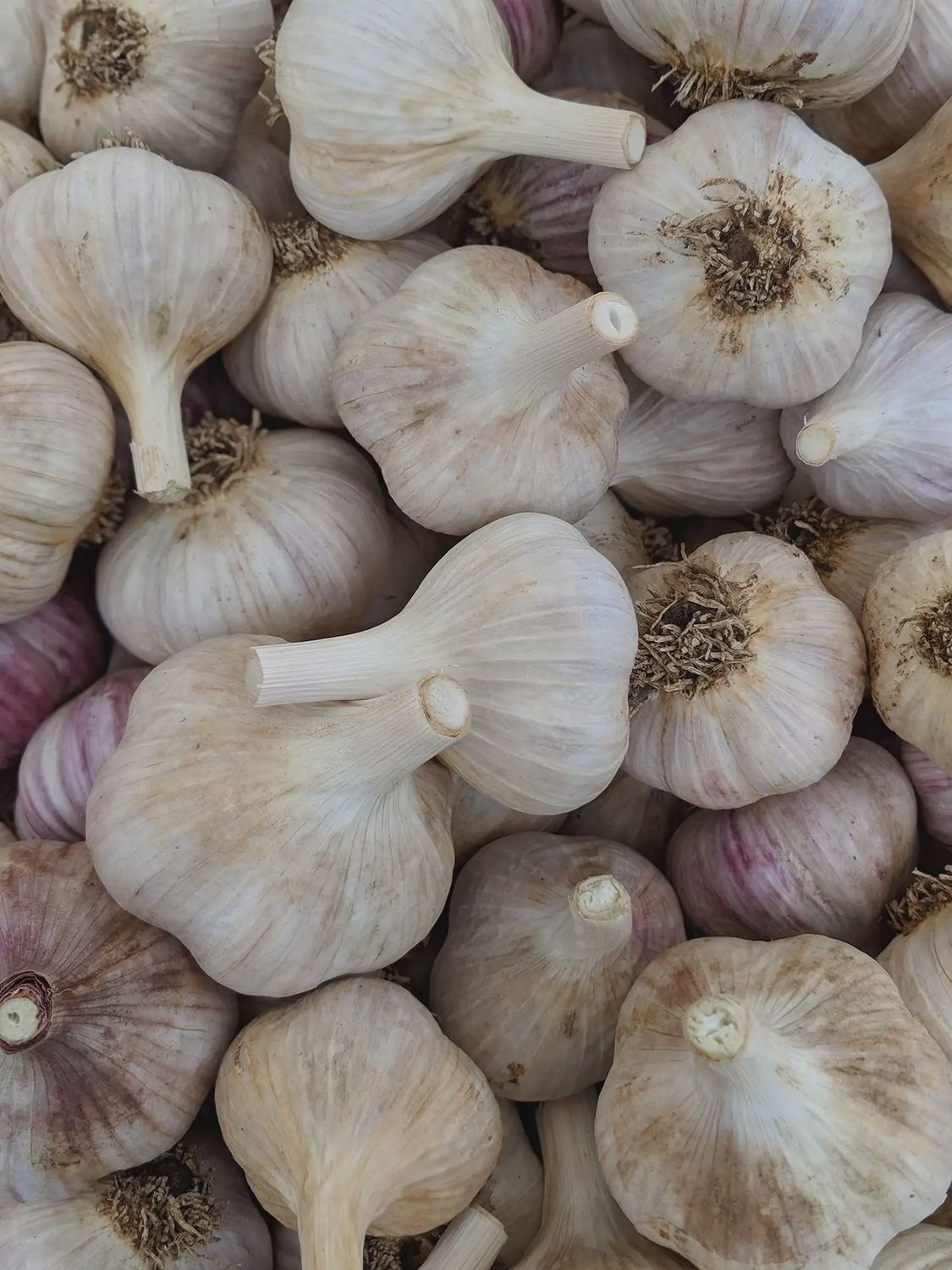 Garlic