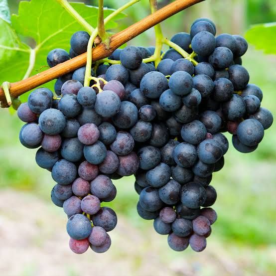 Concord Grapes (qt)