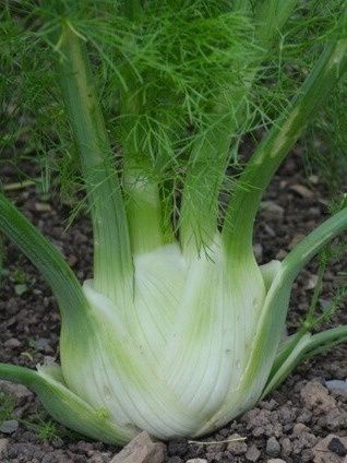 Fennel (bulb)