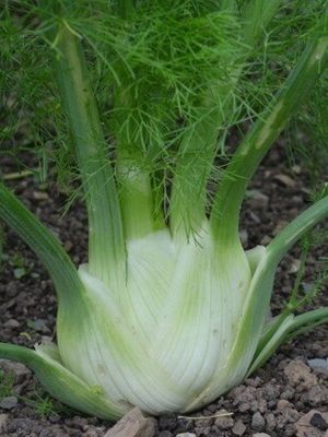 Fennel (bulb)