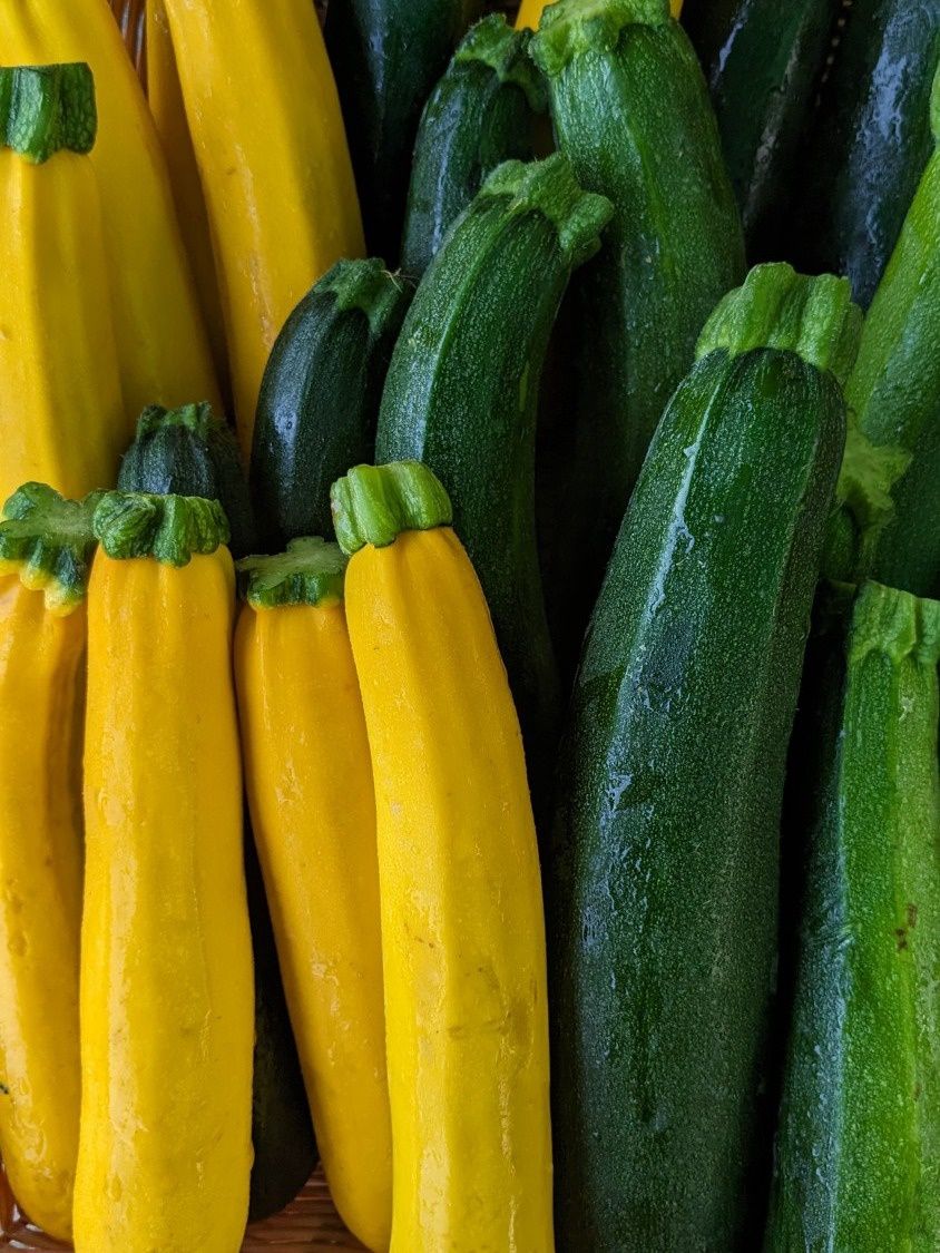 Zucchini