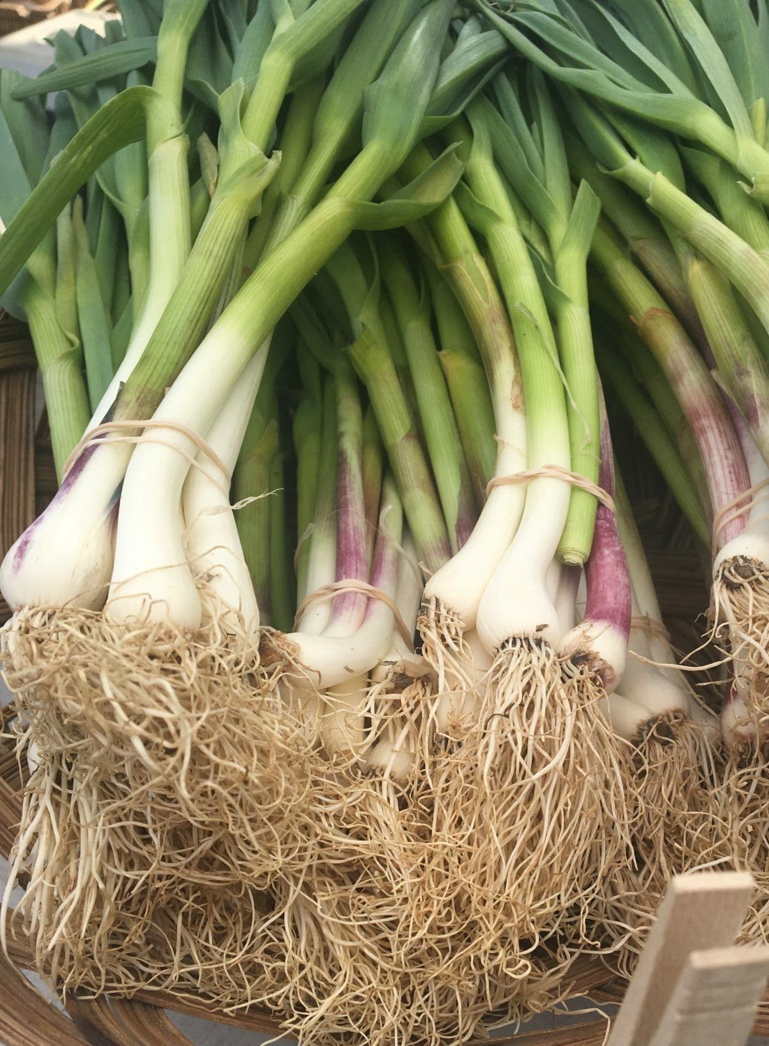 Green Garlic (bunch)