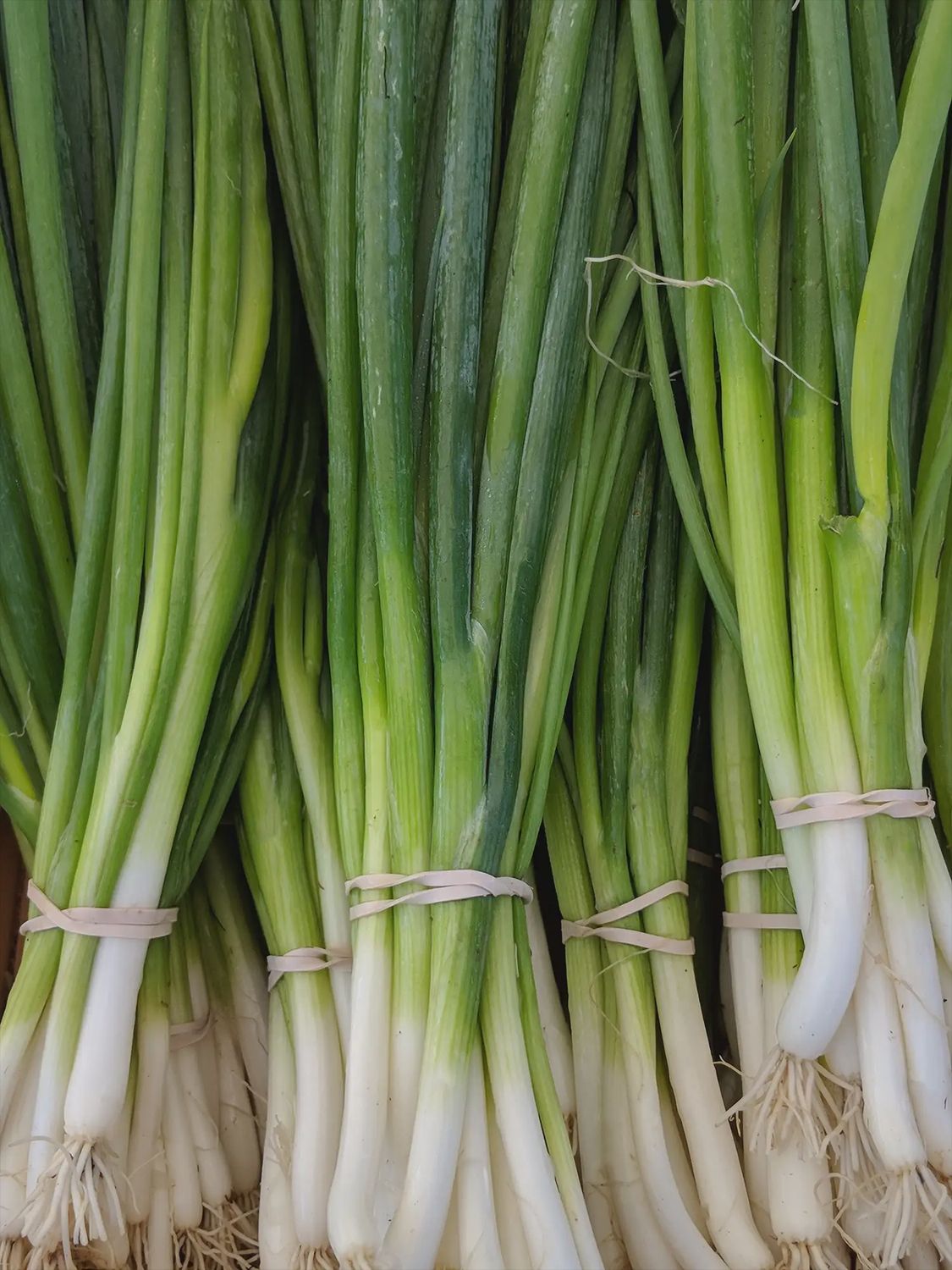 Green Onions (bunch)