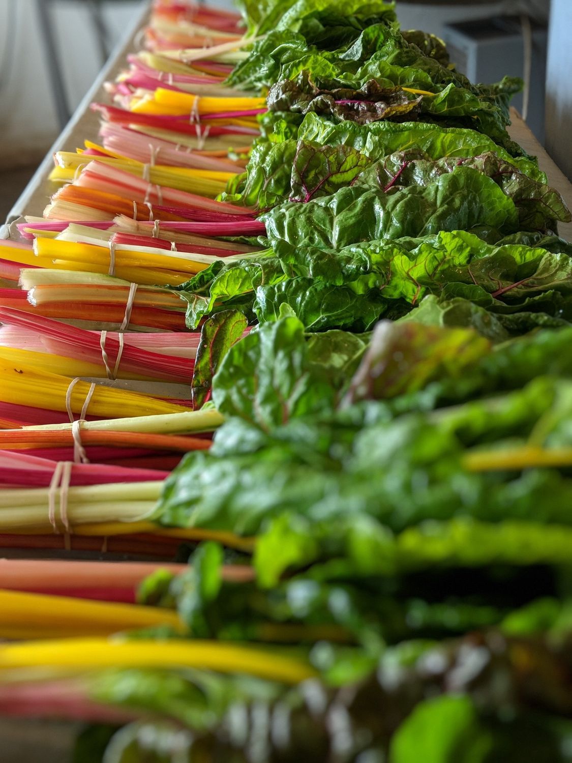 Swiss Chard