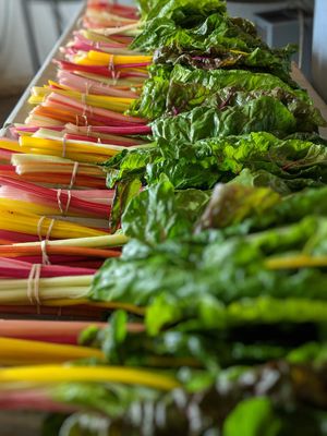 Swiss Chard