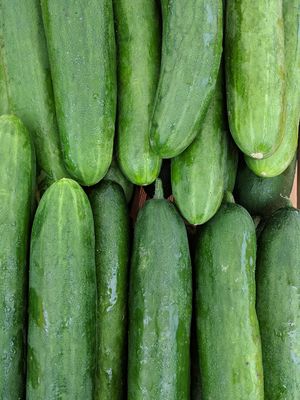 Cucumber