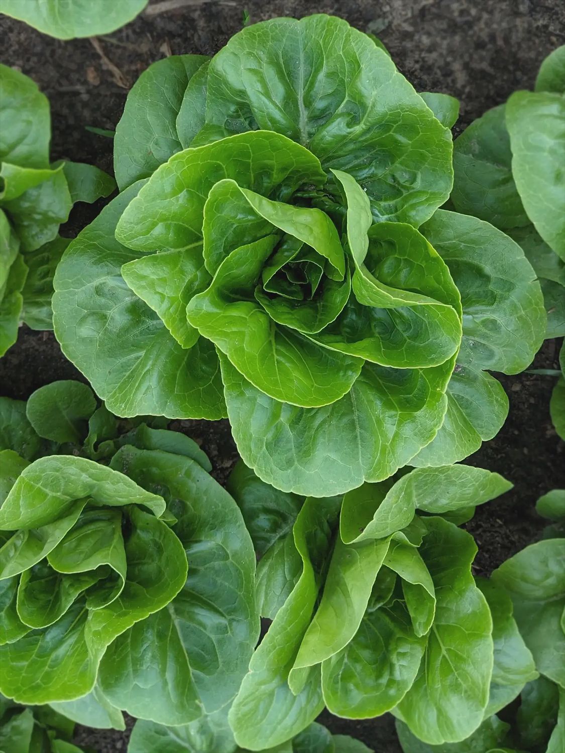 Gem Lettuce