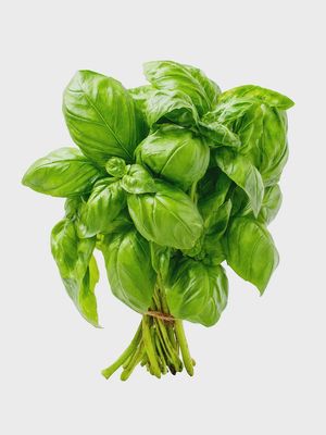 Basil