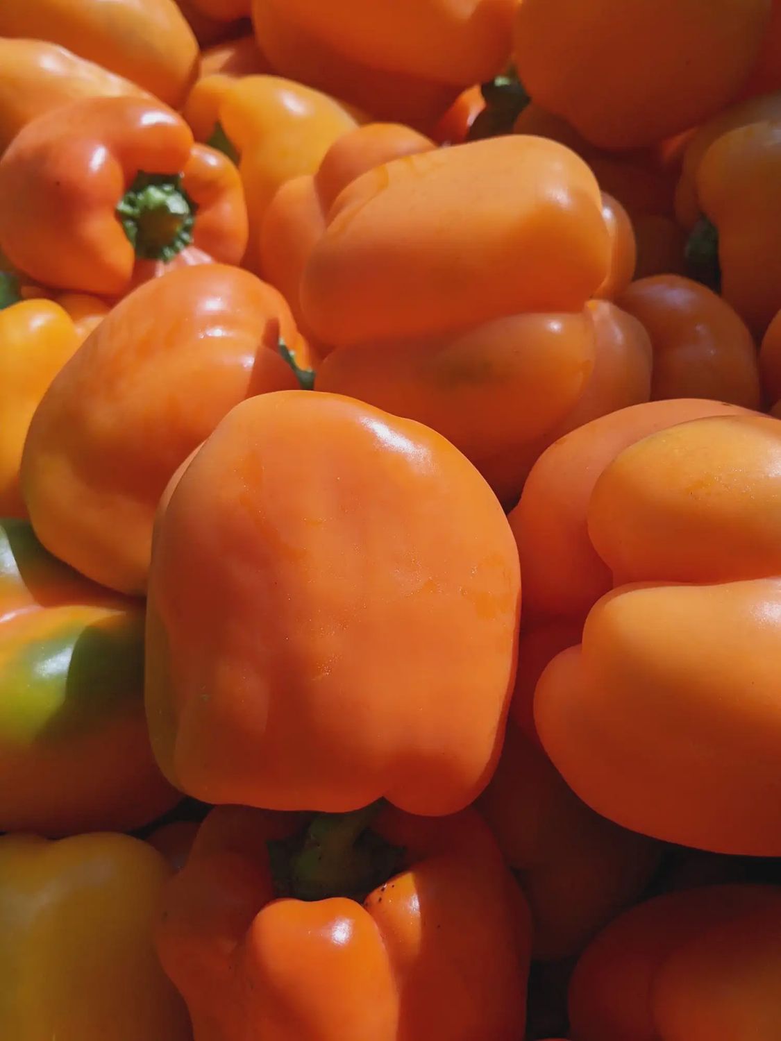 Orange Bell Pepper