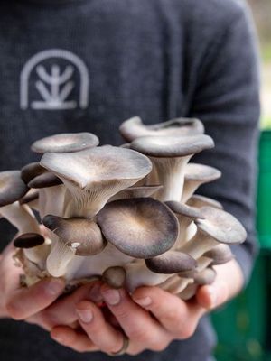 Black King Oyster Mushrooms (0.5lb)