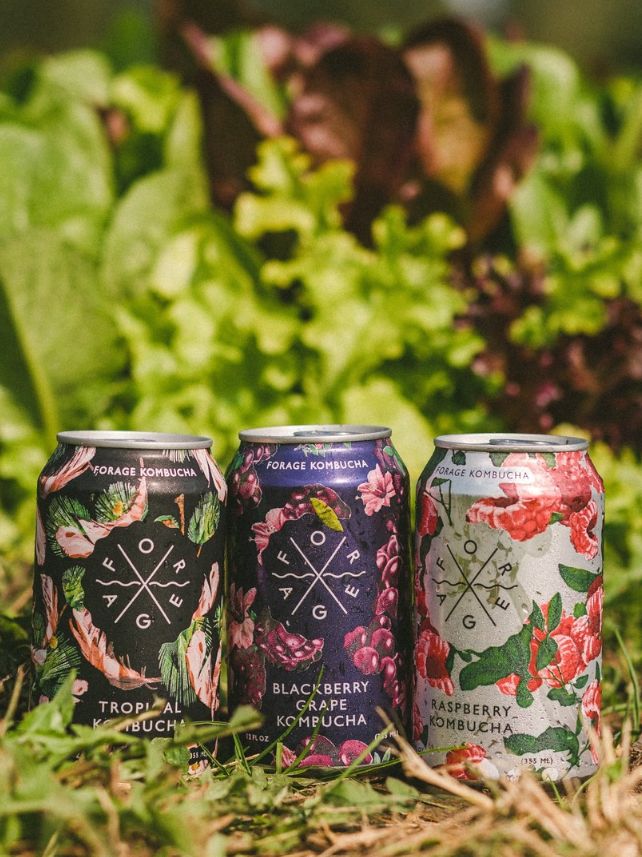 Forage Kombucha, Choose Flavor: Blackberry Grape, Choose Size: Can