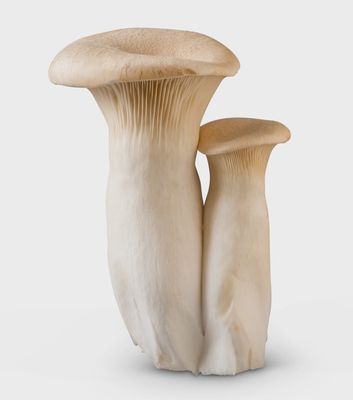 King Trumpet Mushrooms (0.5lb)