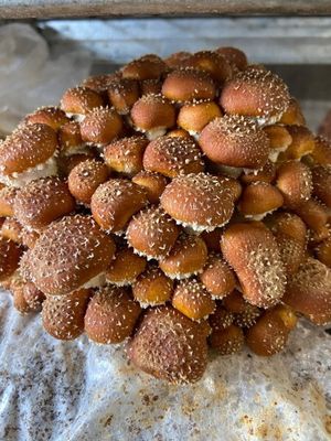 Chestnut Mushrooms (0.5lb)