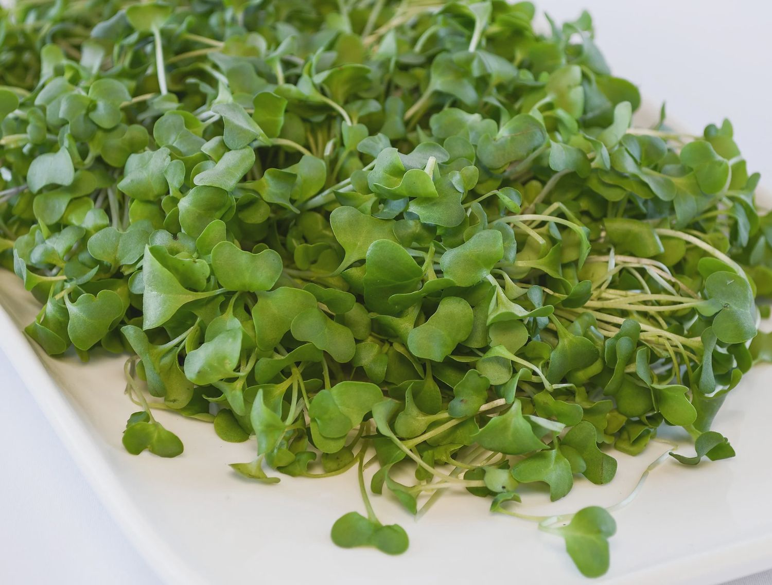 Broccoli Microgreens