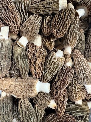 Morel Mushrooms