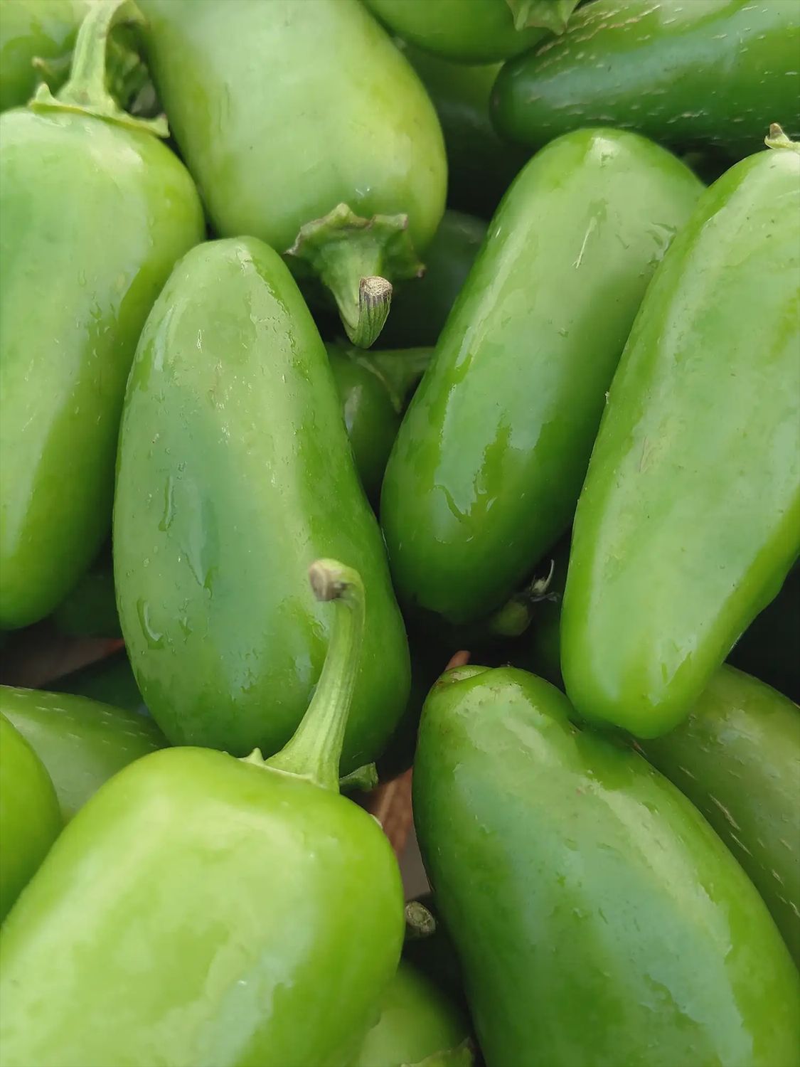 Jalapeno Pepper