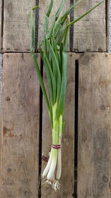 Egyptian Walking Onions (bunch)