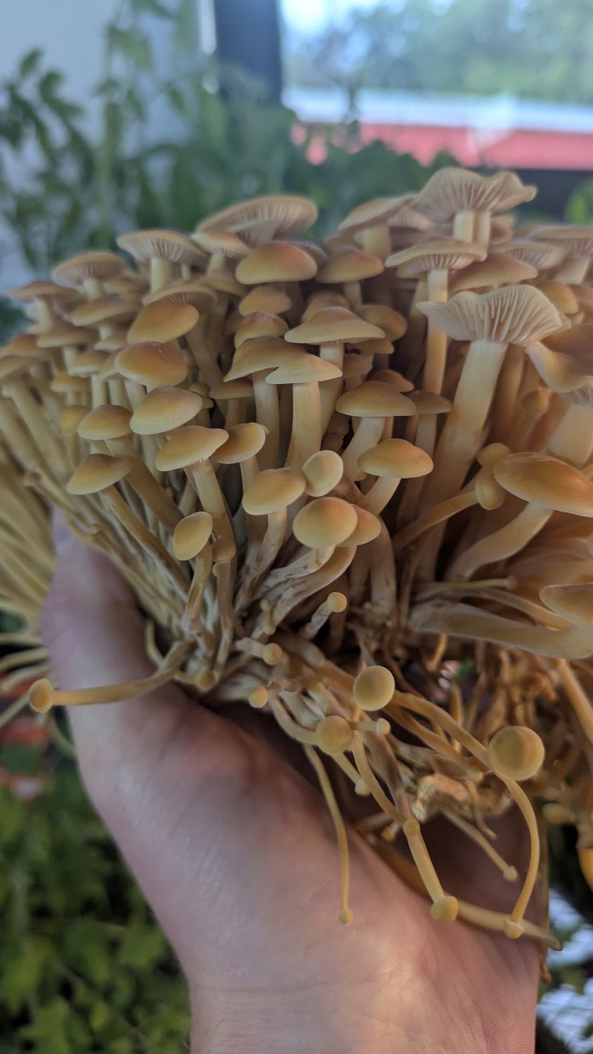 Golden Enoki Mushrooms (0.5 lb)