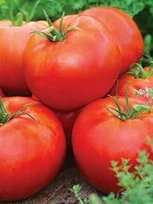 Red Slicing Tomatoes
