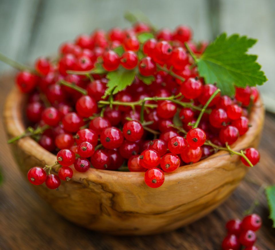 Red Currants