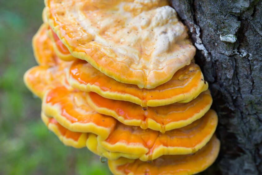 Chicken of the Woods Mushrooms