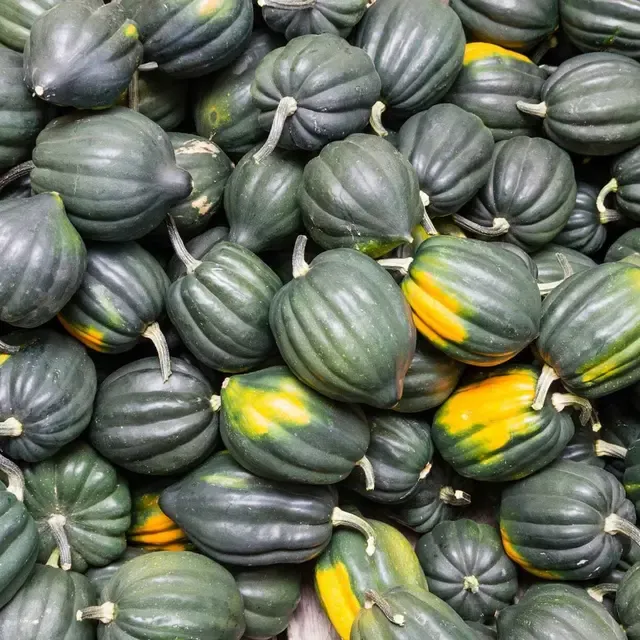 Acorn Squash