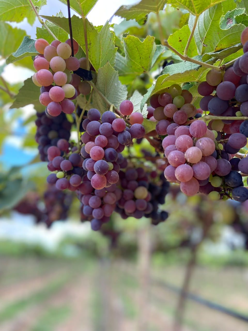 Vinícola Garziera Vinícola Garziera