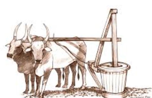 Premium Bull Driven Oils(100% Natural)