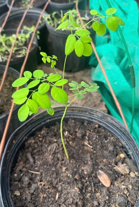 Moringa plant Moringa plant