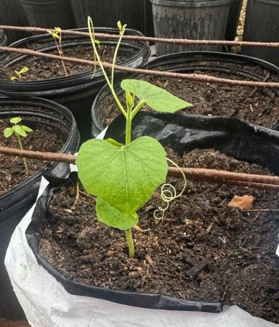 Healthy Bottle Gourd Healthy Bottle Gourd