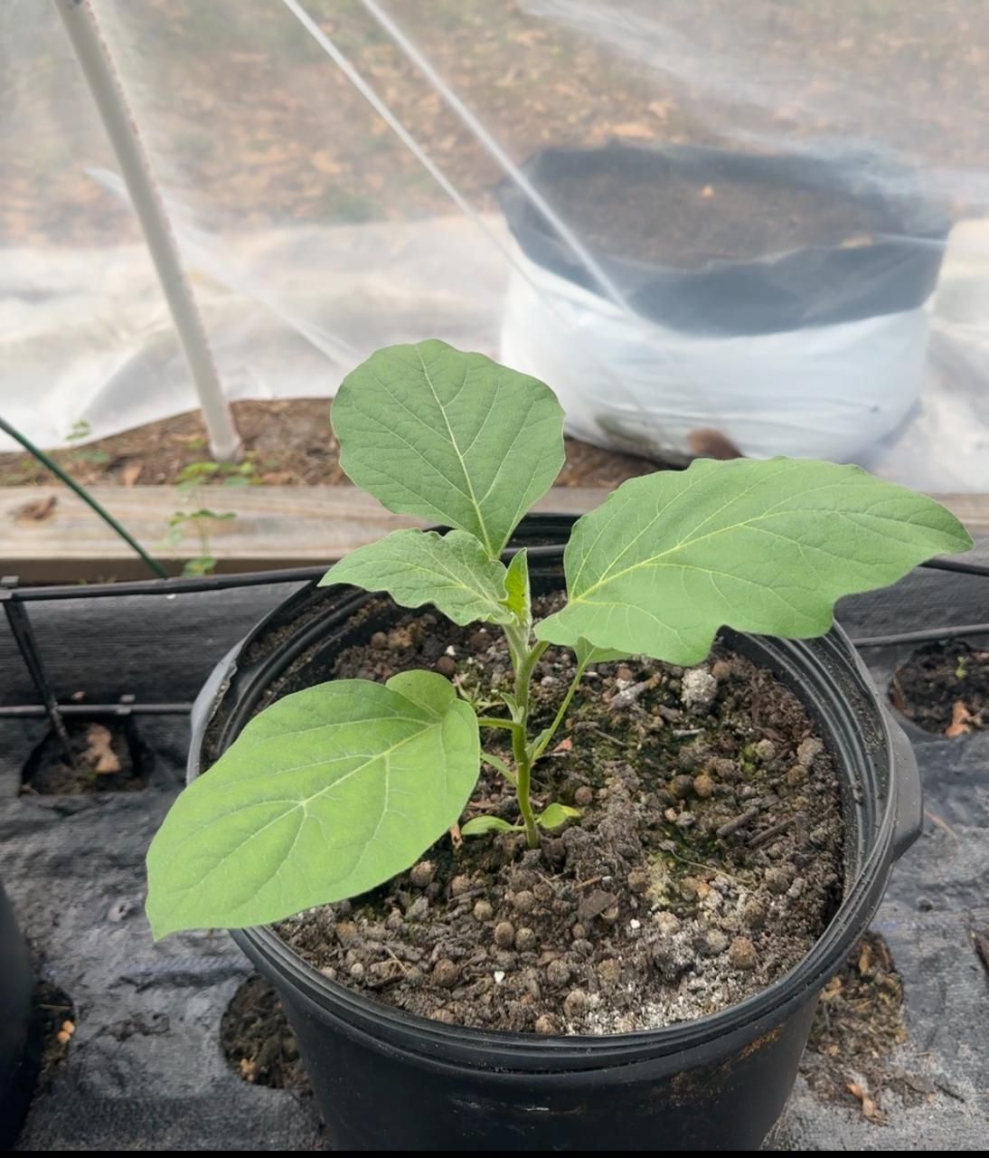 Egg plant(brinjal)(Tampa only) Egg plant(brinjal)(Tampa only)